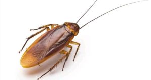 Simple Ways to Get Rid of Cockroaches at Home
