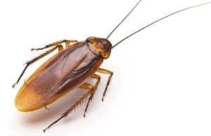 Simple Ways to Get Rid of Cockroaches at Home