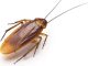 Simple Ways to Get Rid of Cockroaches at Home