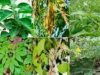 Herbs That Can Treat Weak Erections In Men