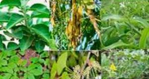 Herbs That Can Treat Weak Erections In Men