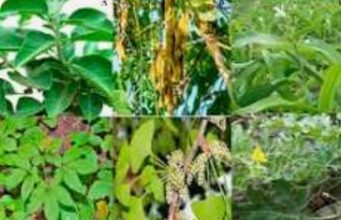 Herbs That Can Treat Weak Erections In Men