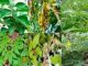 Herbs That Can Treat Weak Erections In Men