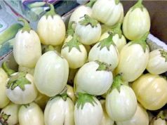 Health conditions that make regular eating of garden eggs risky