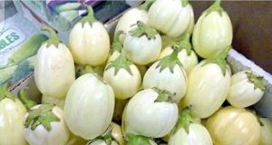 Health conditions that make regular eating of garden eggs risky