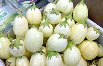 Health conditions that make regular eating of garden eggs risky