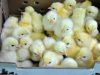Here Is How To Raise 6 Weeks Chicken And Gain A Very Big Weight