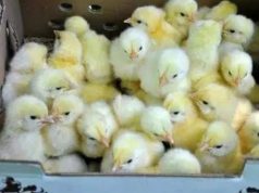 Here Is How To Raise 6 Weeks Chicken And Gain A Very Big Weight