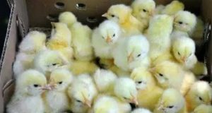 Here Is How To Raise 6 Weeks Chicken And Gain A Very Big Weight