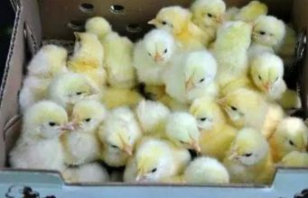 Here Is How To Raise 6 Weeks Chicken And Gain A Very Big Weight