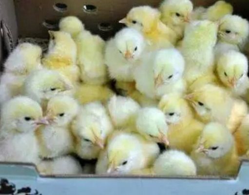 Here Is How To Raise 6 Weeks Chicken And Gain A Very Big Weight