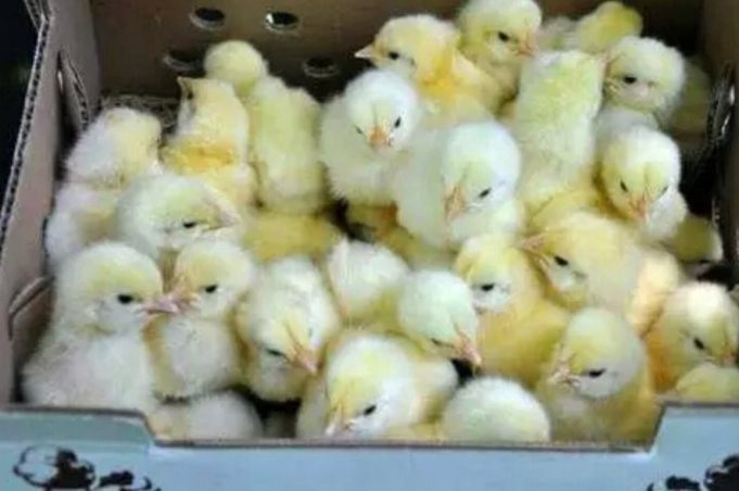 Here Is How To Raise 6 Weeks Chicken And Gain A Very Big Weight