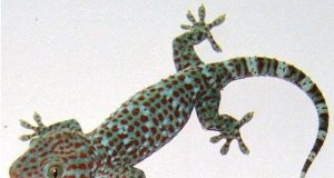 Reasons Why Wall Geckos Keep Coming into Your House and How You Can Stop Them from Coming