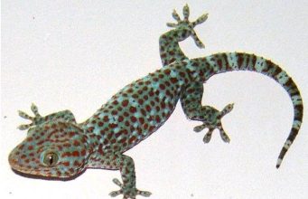 Reasons Why Wall Geckos Keep Coming into Your House and How You Can Stop Them from Coming